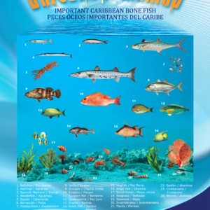 Poster of Caribbean bony fish (UM)