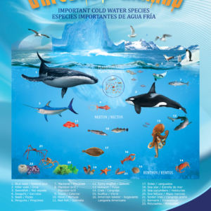 Poster of Important Cold-water Species