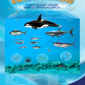 Poster of Typical Oceanic Species